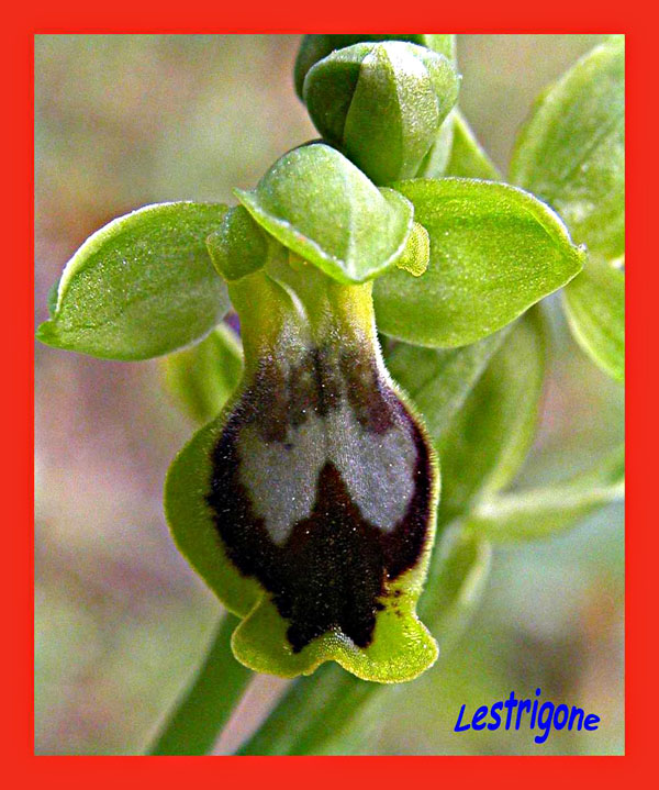 Ophrys archimedea